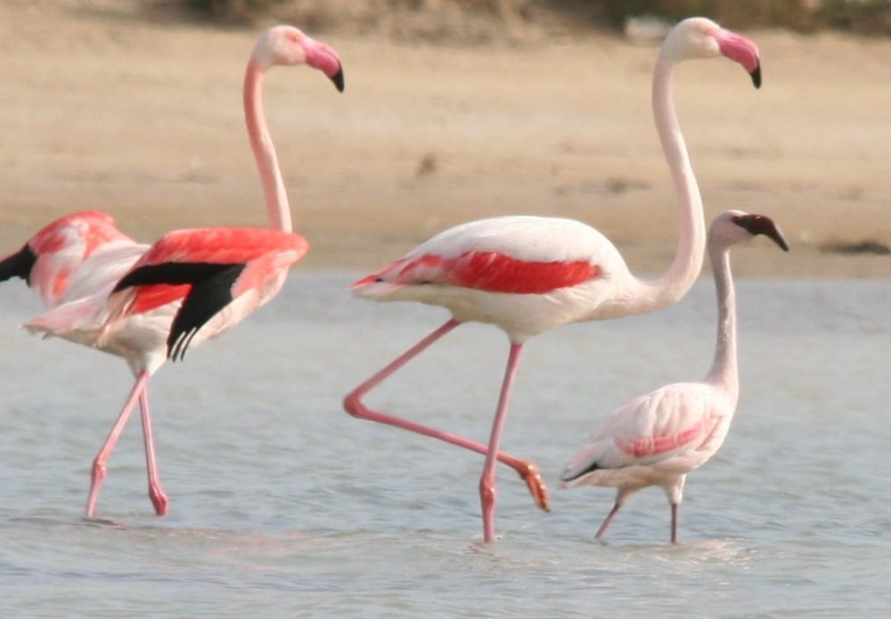 Recensement des oiseaux d’eau hivernants dans les zones humides en Tunisie