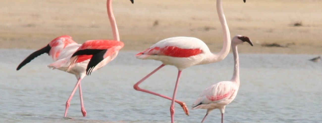 Recensement des oiseaux d’eau hivernants dans les zones humides en Tunisie